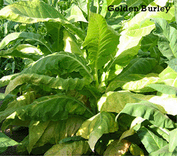 Golden Burley Tobacco Plant